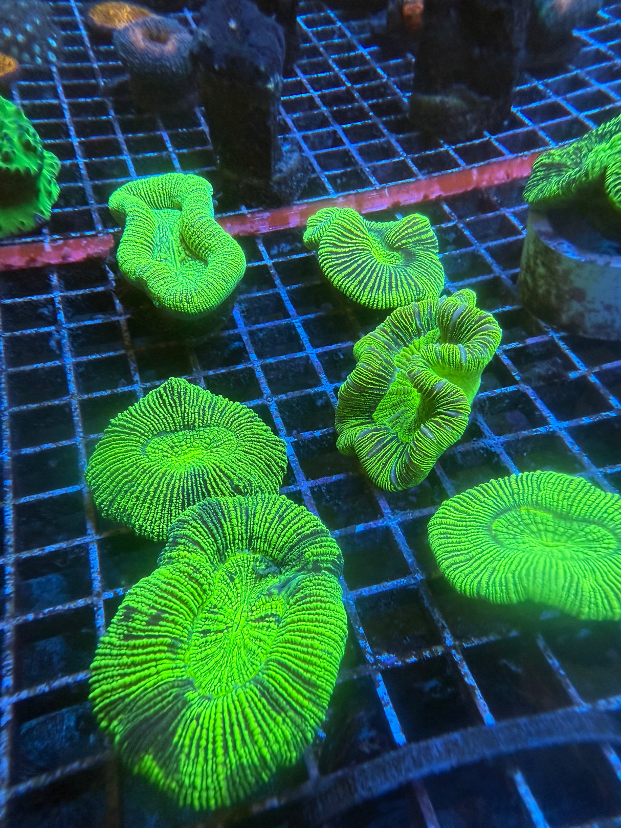 Green Trachyphyllia