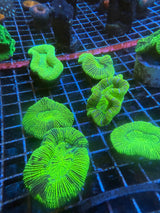 Green Trachyphyllia