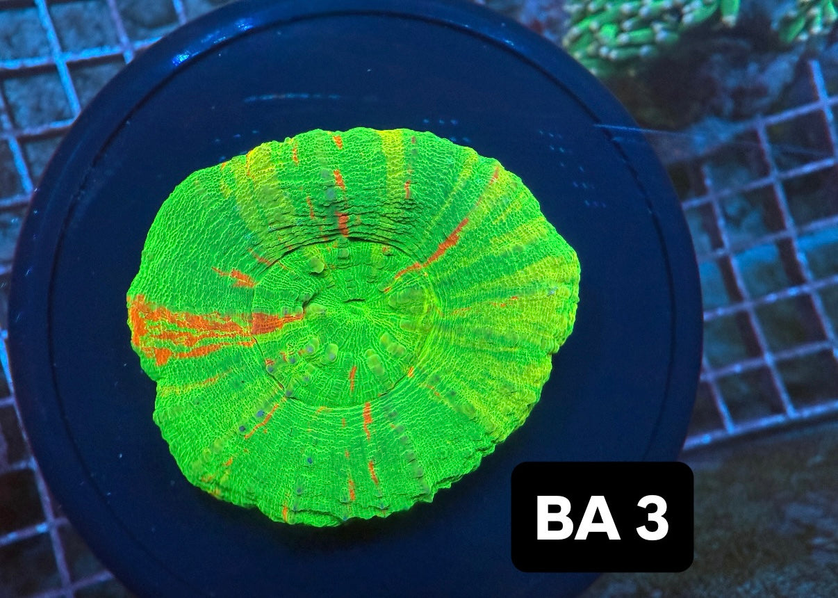 Bleeding apple Scoly 3