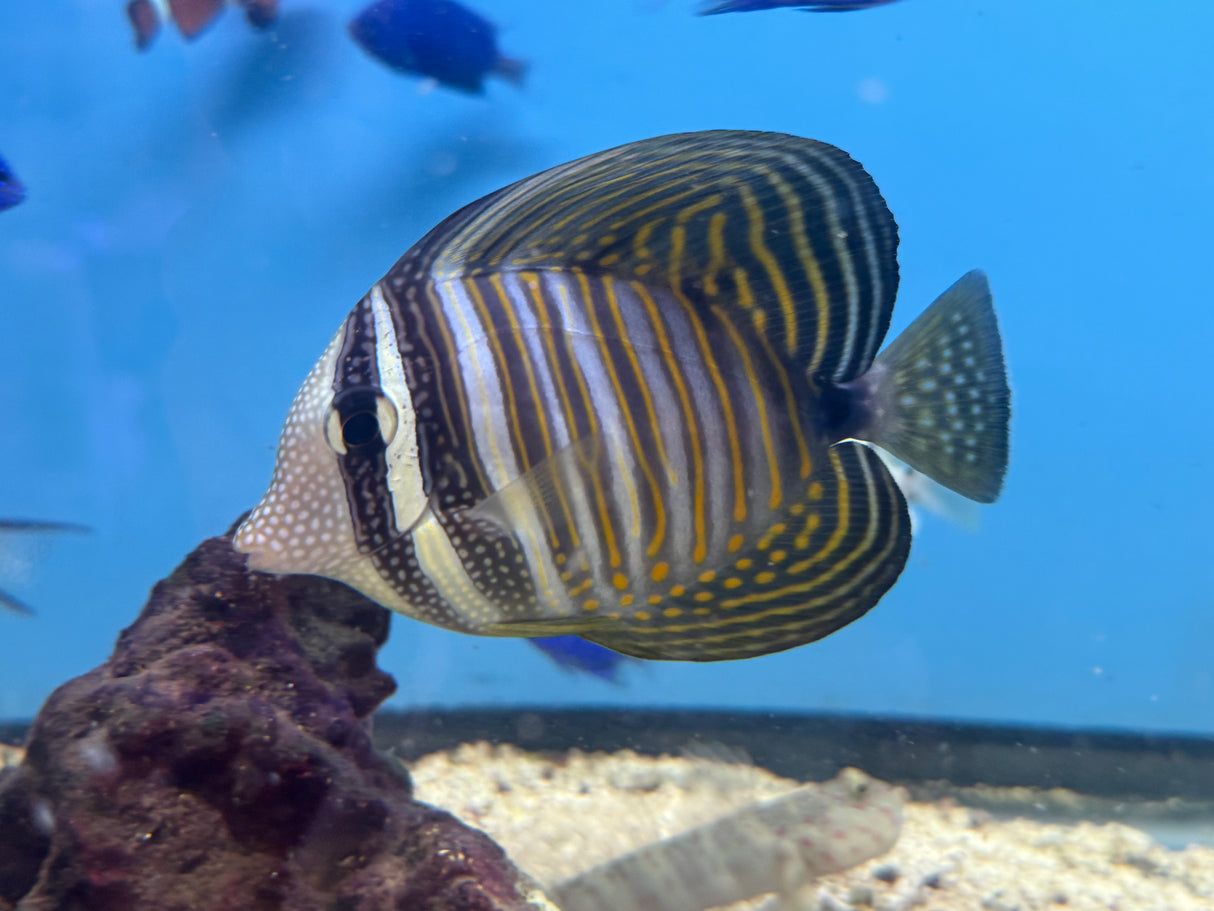 Desjardini Sailfin Tang – Zebrasoma desjardinii