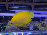 Captive Bred Lemonpeel X Eibli hybrid angelfish