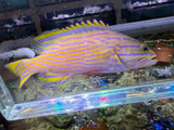Polleni Grouper