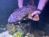 XXLG Female Northern Wobbegong (pick up only)