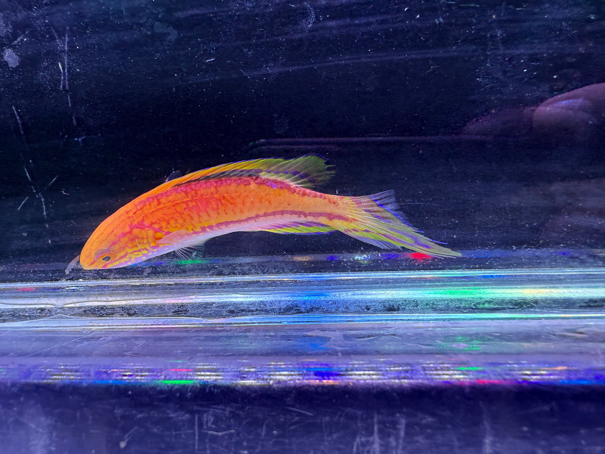 Pintail wrasse
