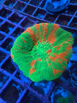 Bleeding Apple Scoly Md WYSIWYG