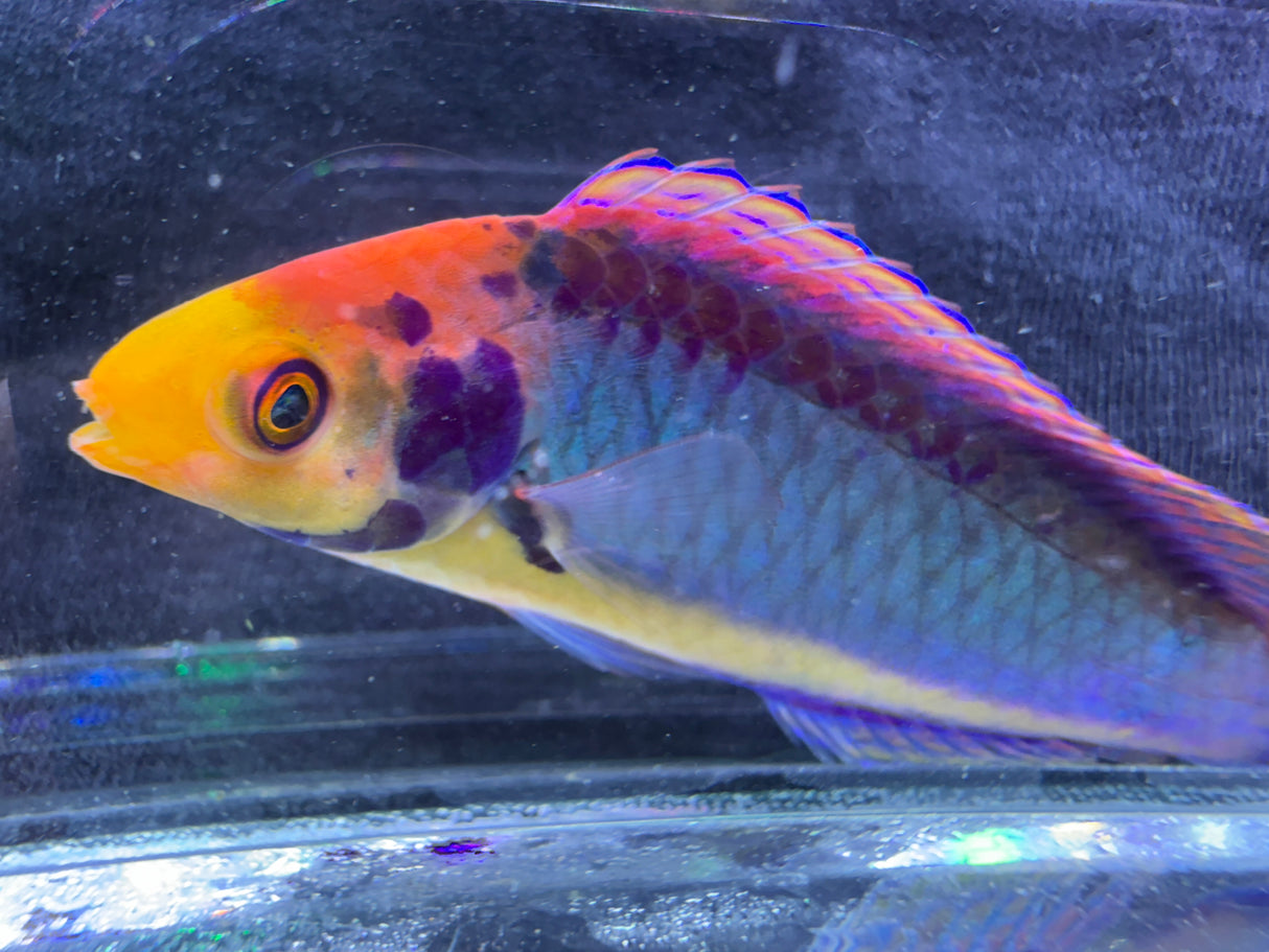 Solar clown fairy wrasse