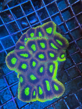 Dragon Soul Favia Coral LPS Aquacultured WYSIWYG