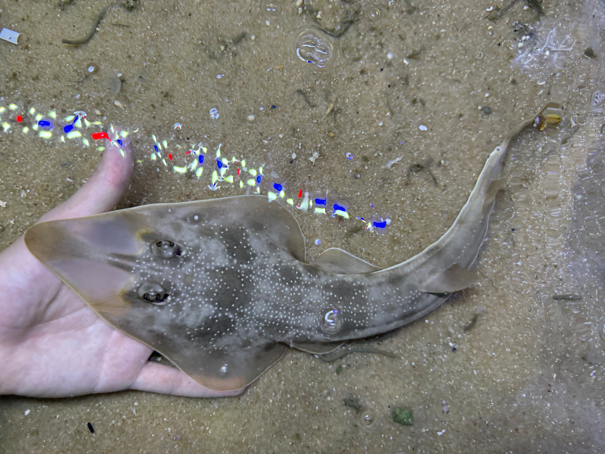 Atlantic Guitarfish Pre-order