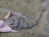 Atlantic Guitarfish Pre-order