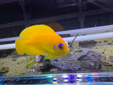 Lemonpeel angelfish
