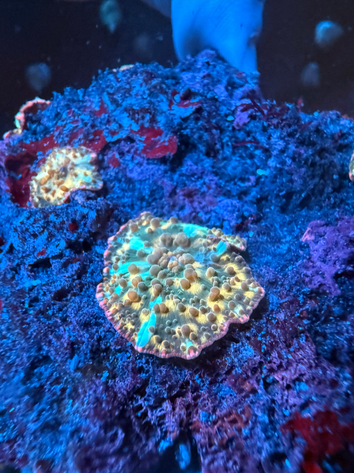 Gold Streak mushroom