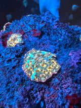 Gold Streak mushroom