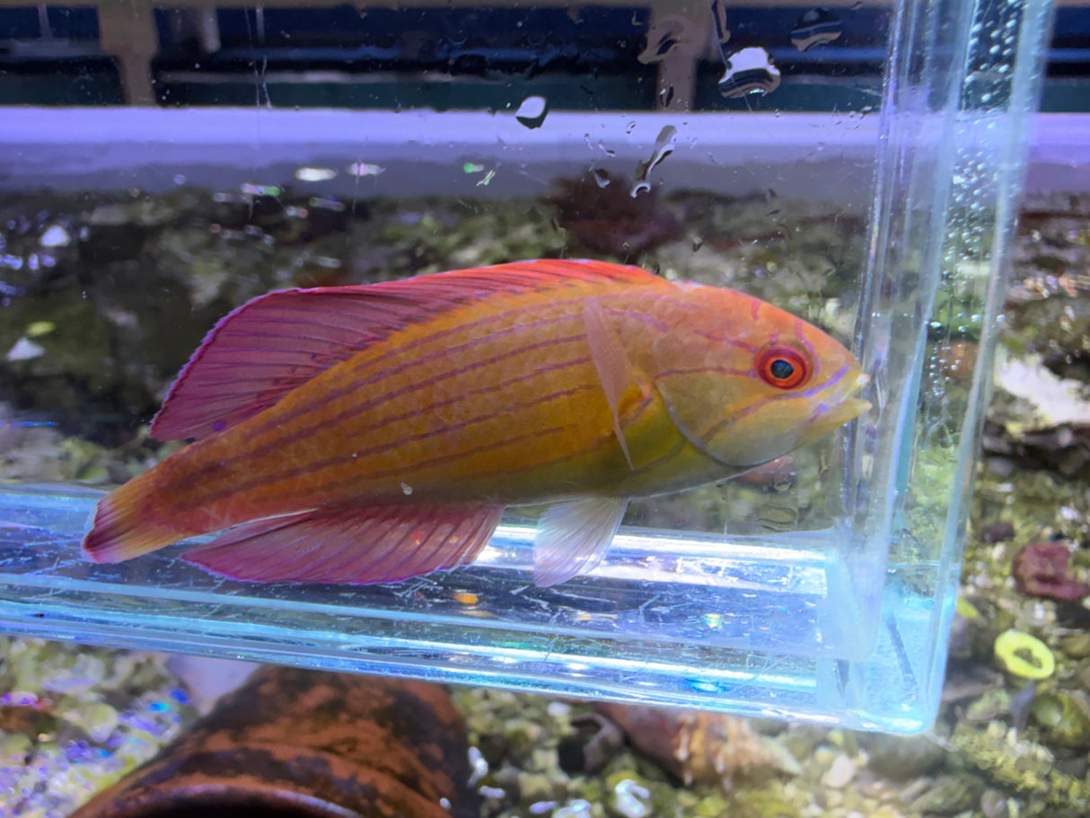 Eight Line Flasher Wrasse