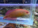 Eight Line Flasher Wrasse