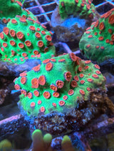 Seasons greetings Cyphastrea