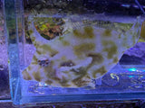Green filefish