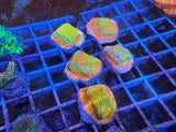 5 Pack of Stoney coral