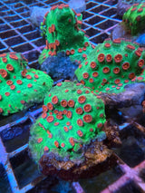 Seasons greetings Cyphastrea