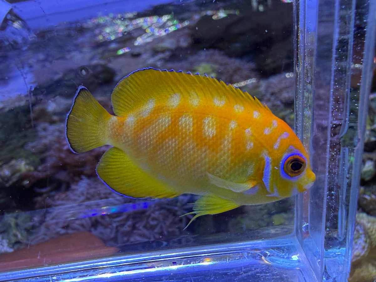 RARE Leopyge lemonpeel hybrid angelfish #7