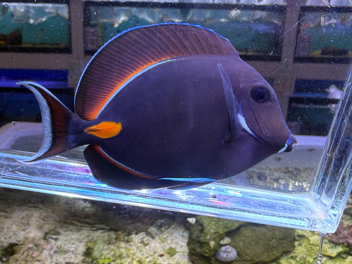 Achilles tang