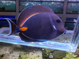 Achilles tang