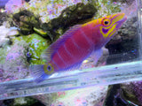 Super Male Mystery Wrasse