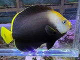Vanderloos Angelfish (Chaetodontoplus vanderloosi