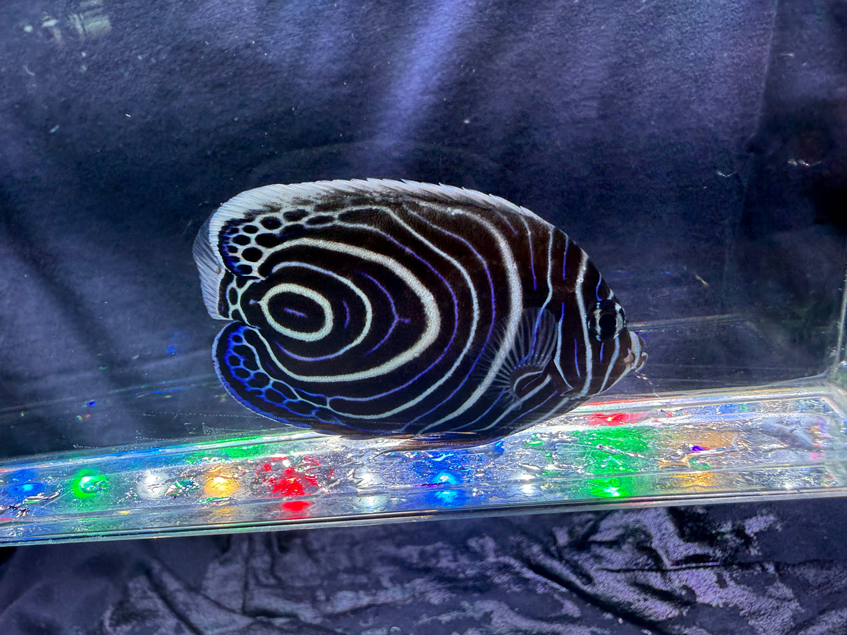 Juvenile Emperor Angelfish