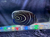 Juvenile Emperor Angelfish