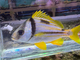 Porkfish
