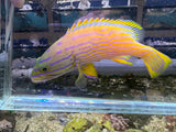 Polleni Grouper