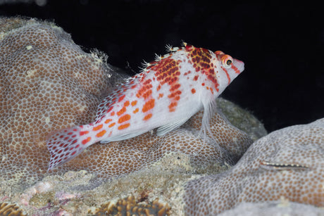 Falco Hawkfish