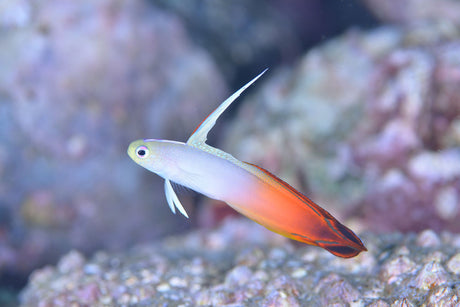 Firefish Goby Fish