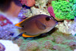 Tomini Tang Fish