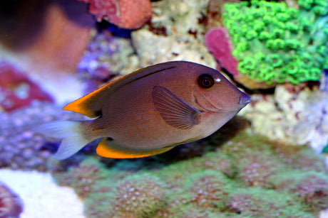 Tomini Tang Fish