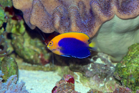 Flameback Angelfish