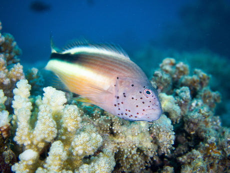 Freckled Hawkfish