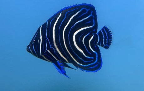 Koran Angelfish