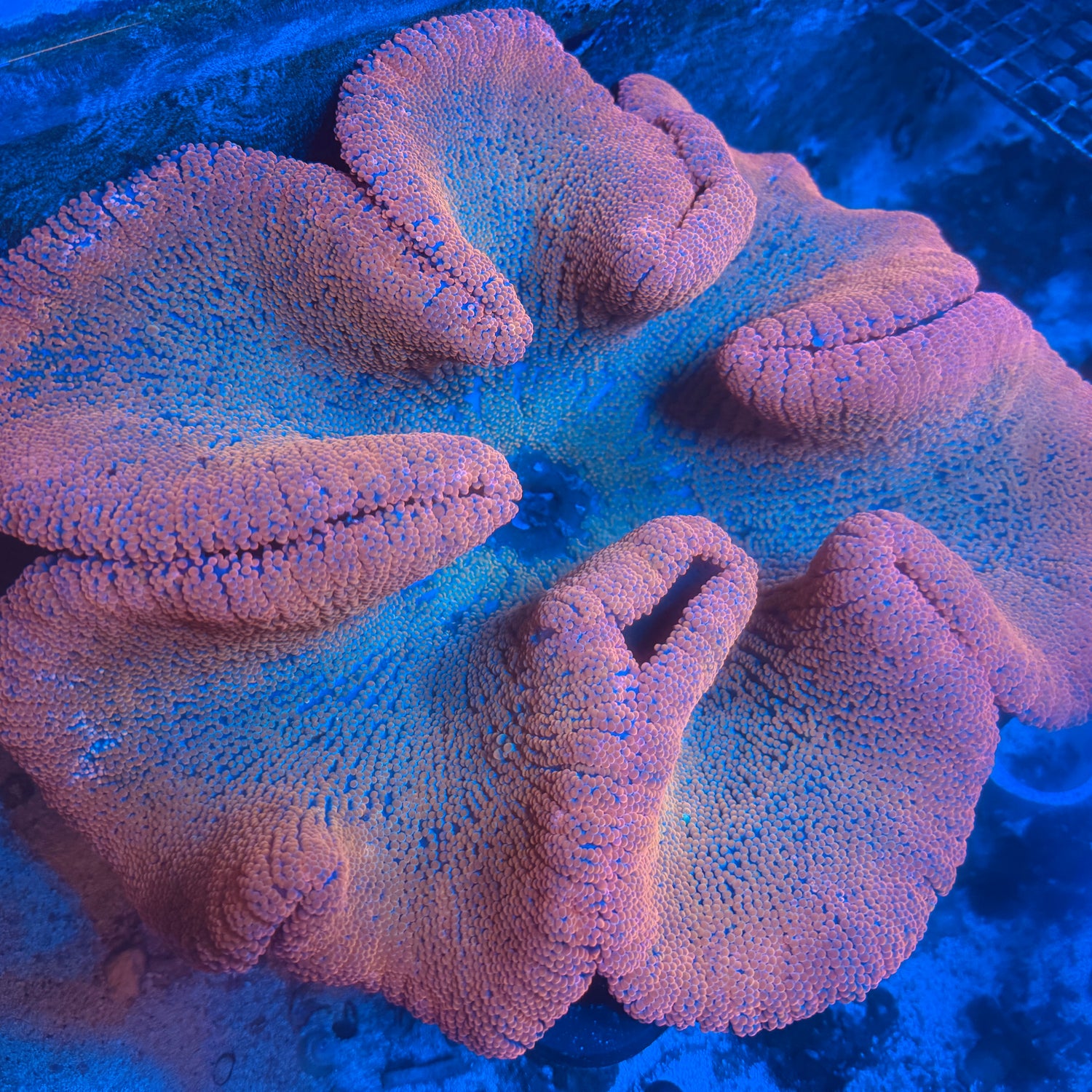 Extra large rainbow carpet anemone