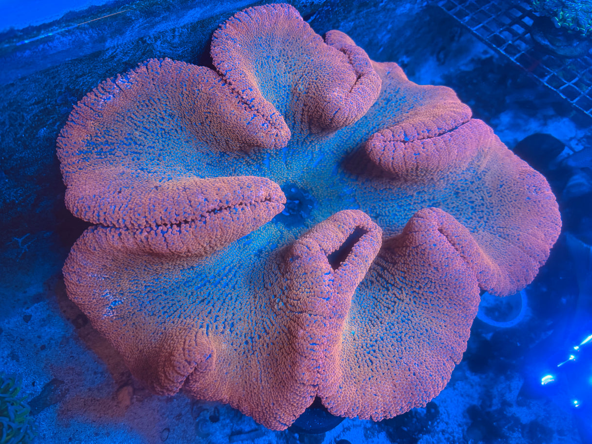 Extra large rainbow carpet anemone