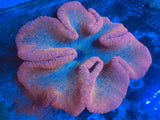 Extra large rainbow carpet anemone