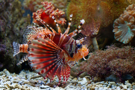 Fuzzy Dwarf Lionfish