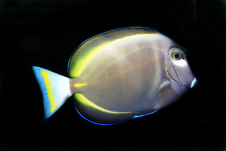 Gold Rim Tang Fish
