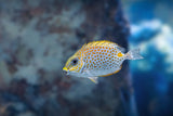 Gold Spot Rabbitfish