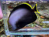 Gray Poma Angelfish Chaetodontoplus melanosoma
