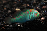 Green Clown Goby Fish