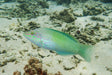 Green Coris Wrasse