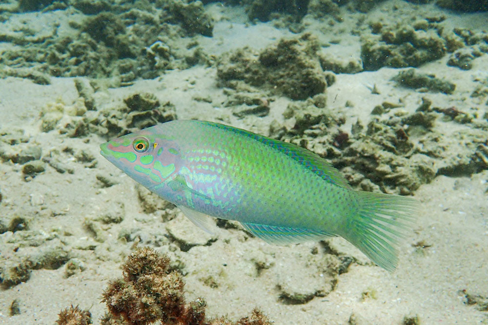 Green Coris Wrasse