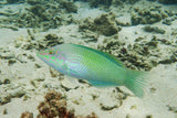 Green Coris Wrasse