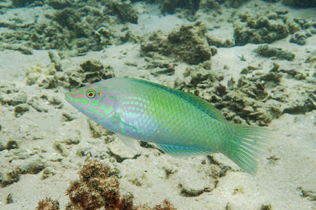 Green Coris Wrasse